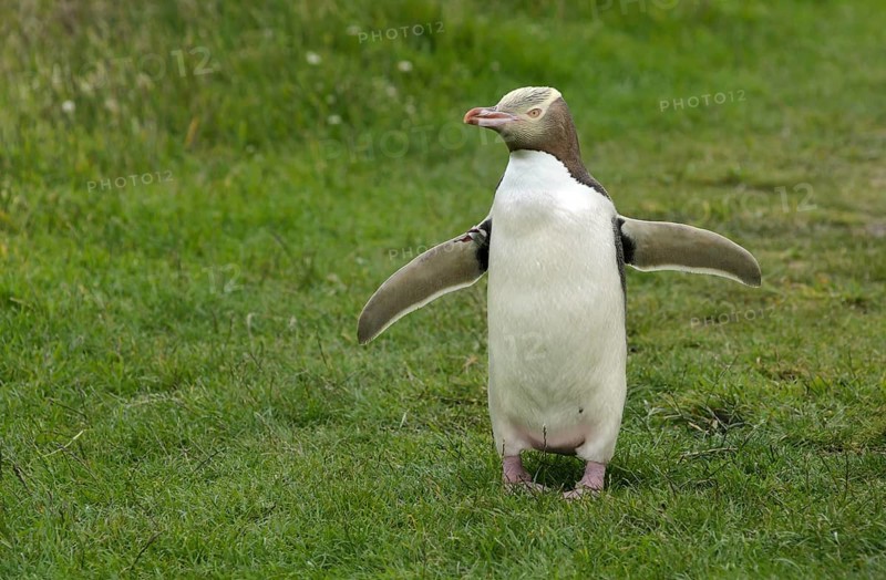 Yellow-eyed Penguin or Hoiho (Megadyptes antipodes) with a tag on its outstretched wings