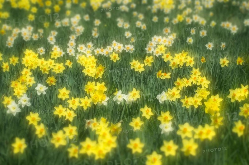 Daffodils (Narcissus) in a meadow