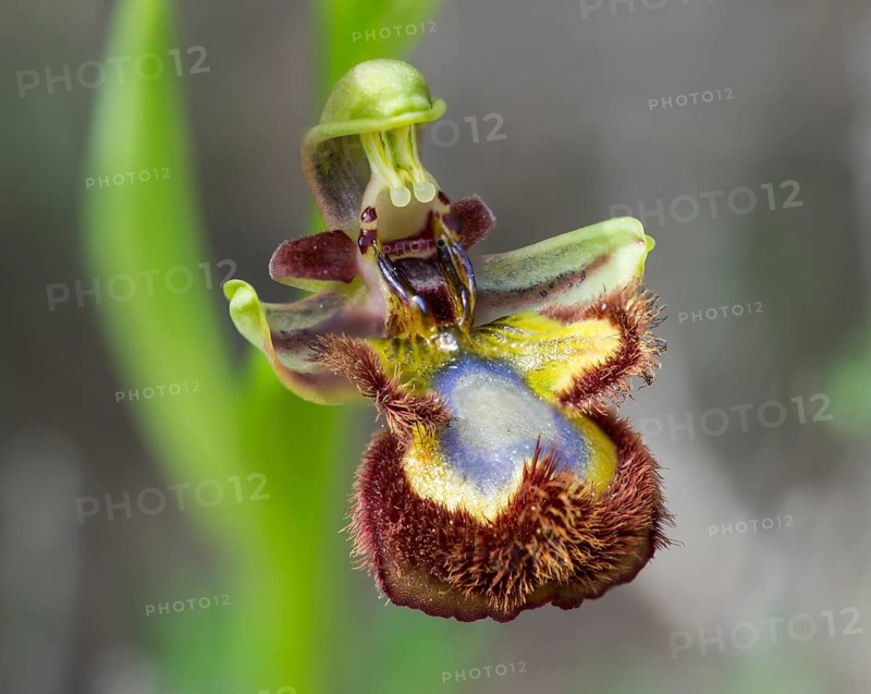 Mirror Orchid (Ophrys speculum)