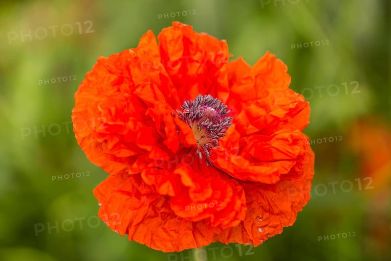 Oriental Poppy (Papaver orientale)