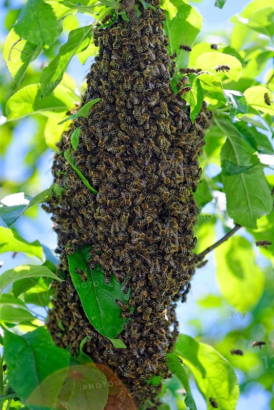 New colony of Honey Bees (Apis mellifera) on the trunk of an apple tree