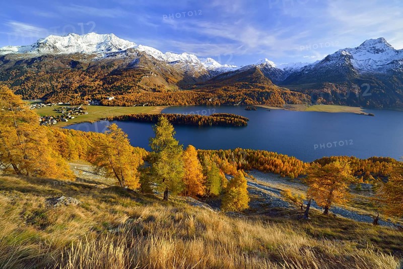 Lake Sils with autumnal larch forest