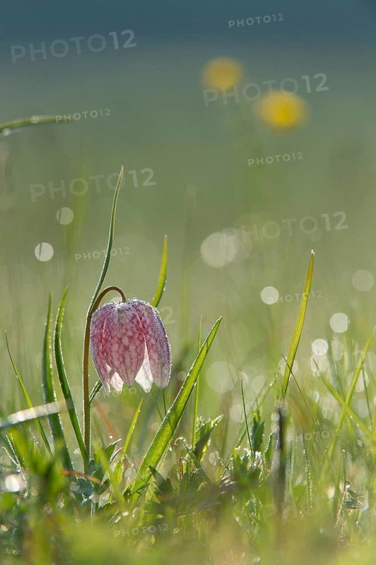 Snake's Head Fritillary or Chess Flower (Fritillaria meleagris)