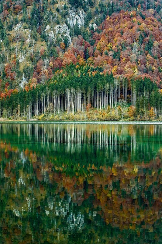 Autumn forest with its reflection in Almsee lake