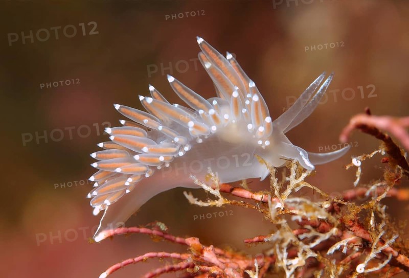 Red-finger Aeolis (Flabellina verrucosa)