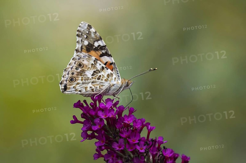 Painted lady (Vanessa cardui) on butterfly-bush (Buddleja davidii)