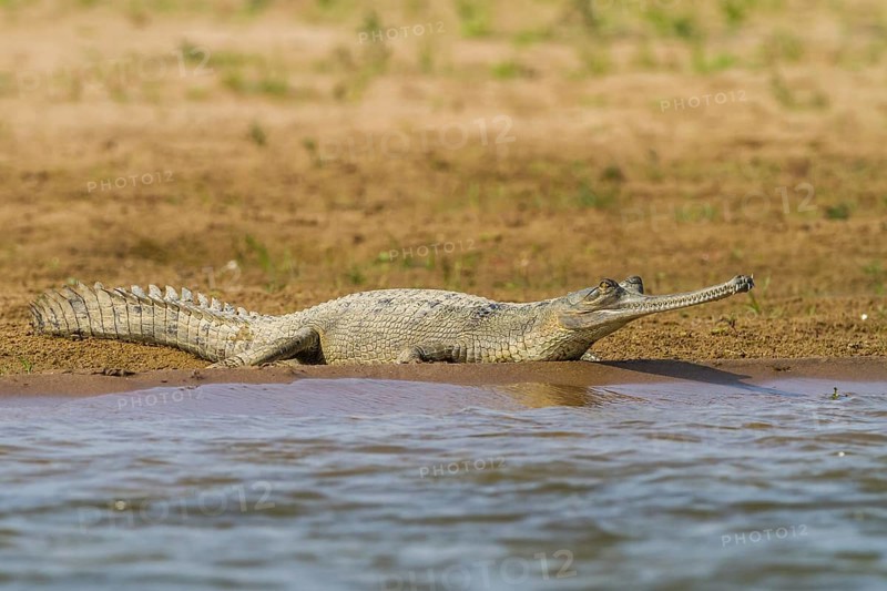 Gharial (Gavialis gangeticus)