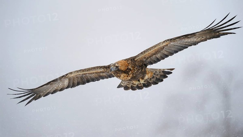 Golden Eagle (Aquila chrysaetos) in flight during snowfall