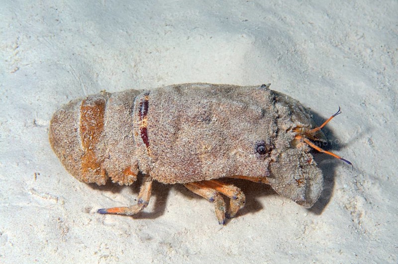 Mediterranean Slipper Lobster (Scyllarides latus)