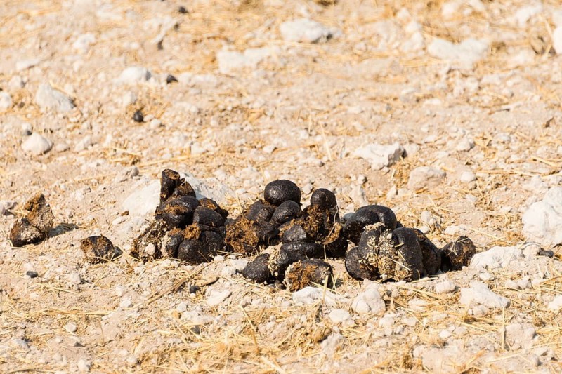 Giraffe droppings (Giraffa camelopardalis)