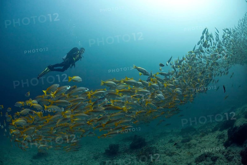 Scuba diver with a school of Yellowtail Snapper (Ocyurus chrysurus)