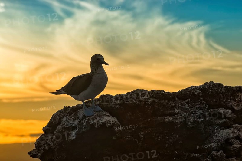 Galapagos Blue-footed Booby (Sula nebouxii excisa) at sunset