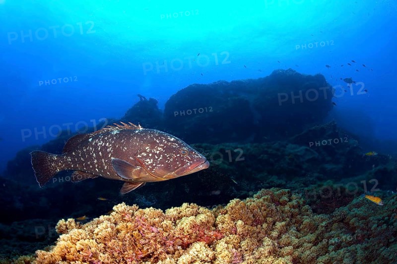 Dusky Grouper or Merou (Epinephelus marginatus)