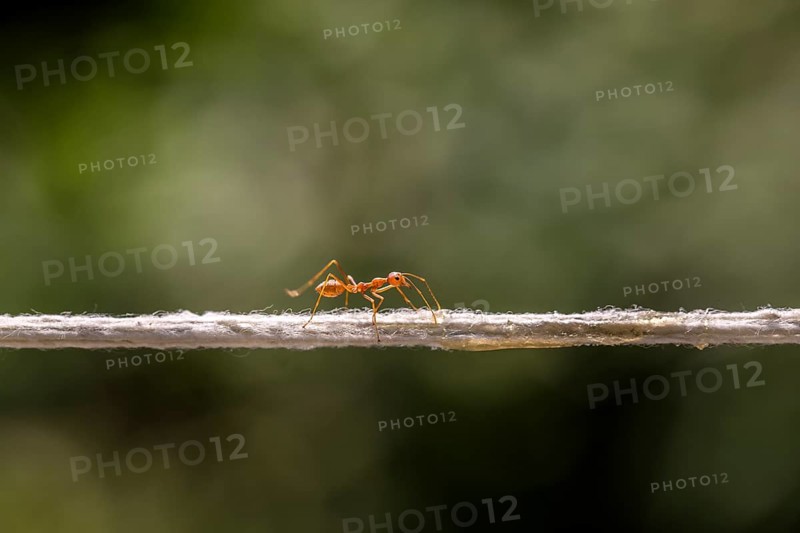 Weaver Ant (Oecophylla smaragdina) balancing on a string