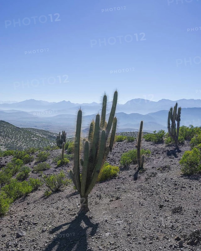View from a mountain pass onto the barren landscape with Copao Cacti (Eulychnia acida Phil.)