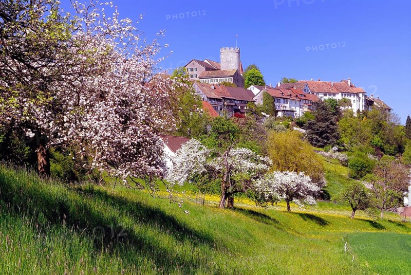 Townscape with flowering fruit trees