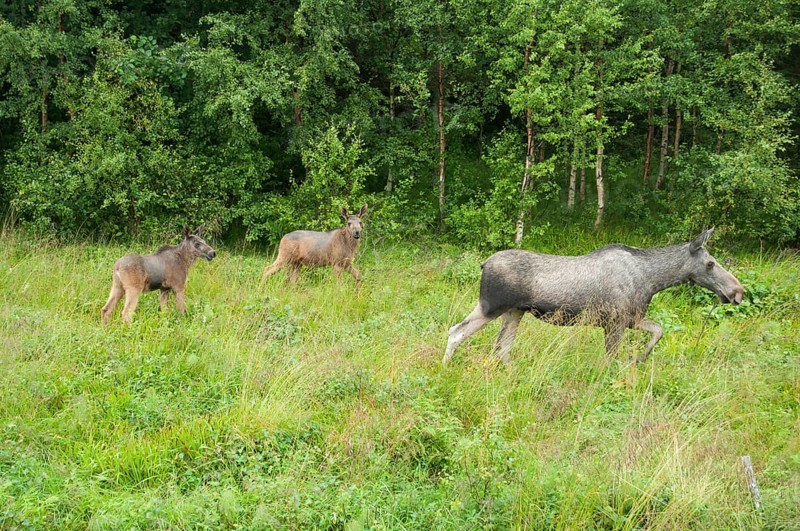 European elk (Alces alces)