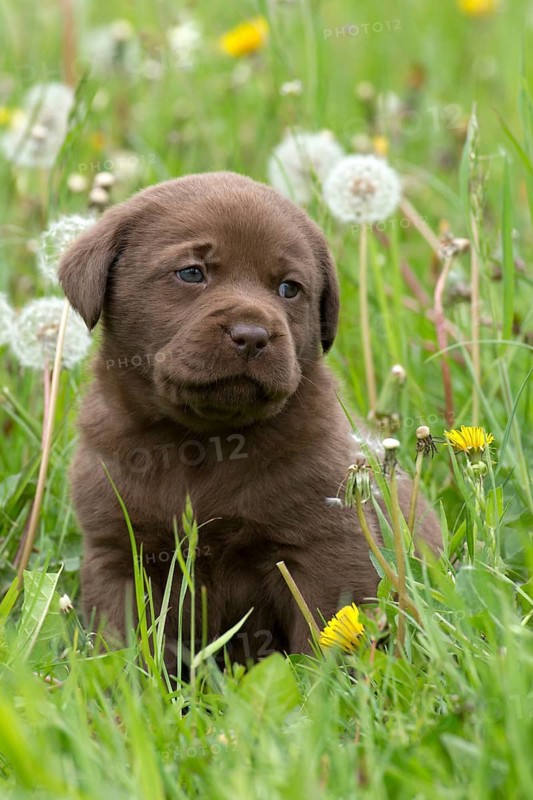 Chocolate Labrador Retriever puppy