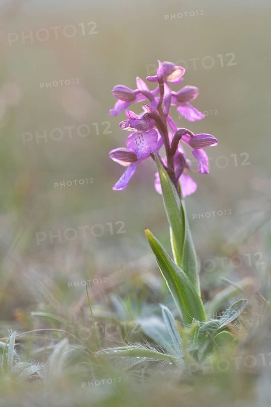Green-winged Meadow Orchid or Green-winged Orchid (Orchis morio) growing on a dry slope