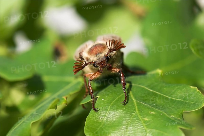 Cockchafer (Melolontha melolontha) on a leaf