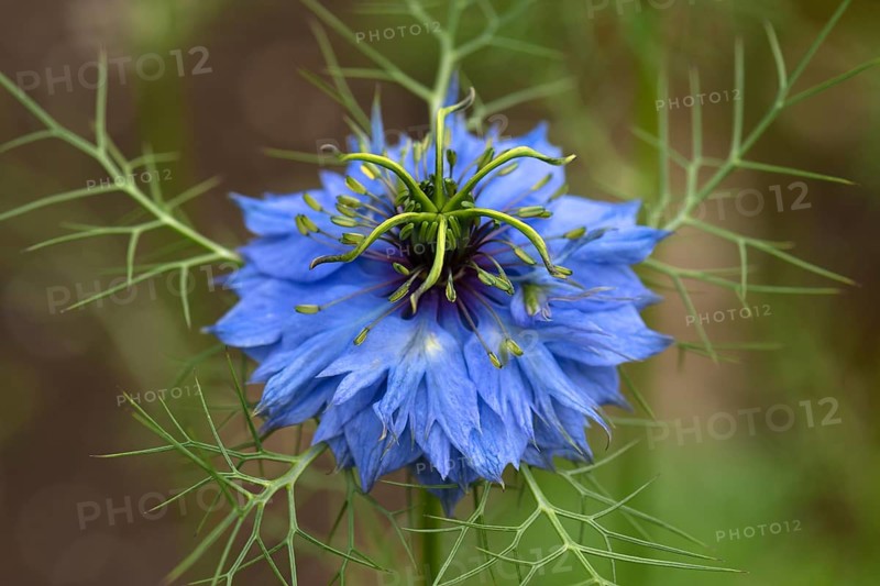 Love-in-a-mist (Nigella damascena) blossom