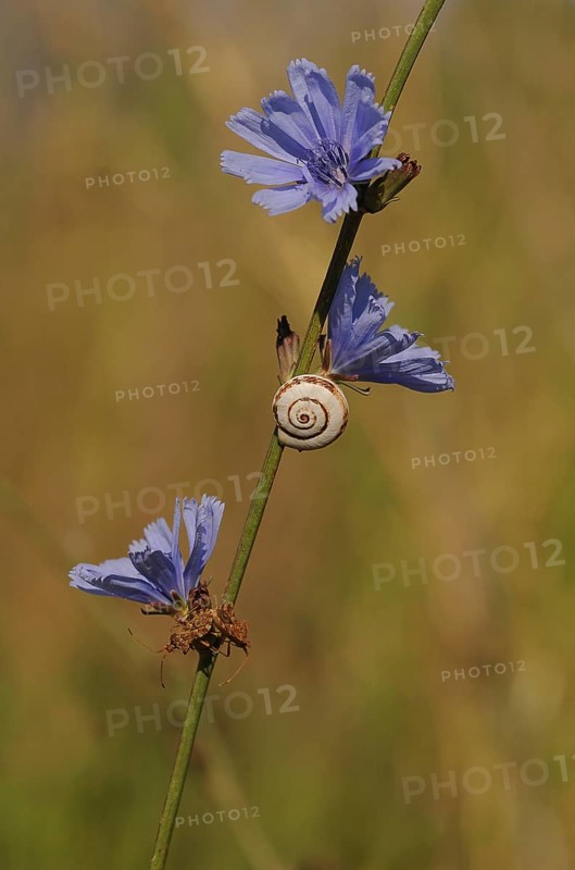 Shell of a Helicid Snail (Helicidae) attached to a Wild Cornflower or Bachelor's Button (Centaurea cyanus)