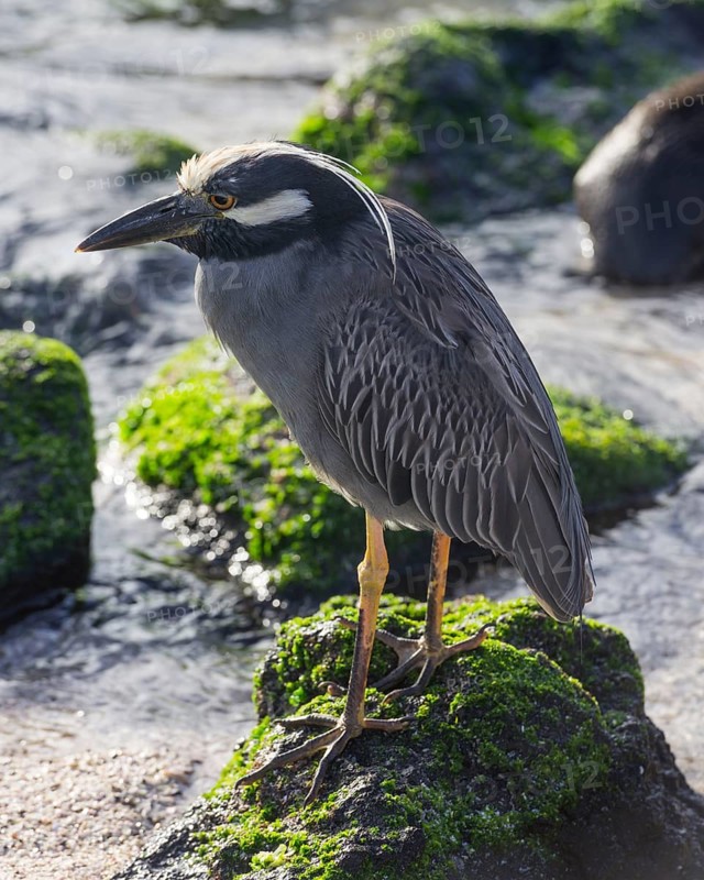 Yellow-crowned Night Heron (Nyctanassa violacea