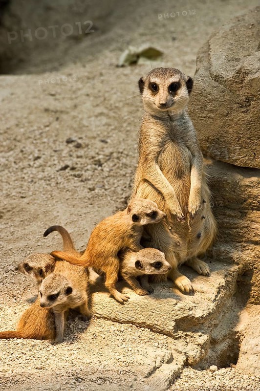 Meerkat (Suricata suricatta) with pups