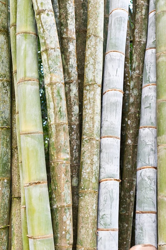 Bamboo