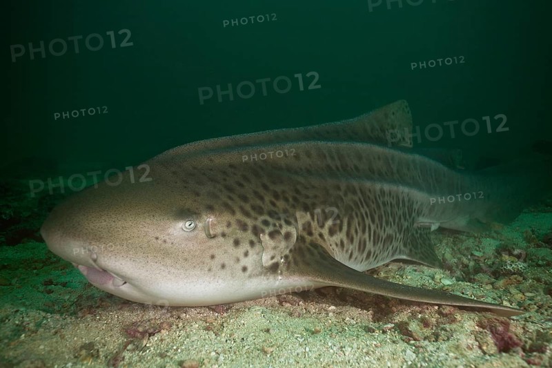 Leopard Shark (Triakis semifasciata)