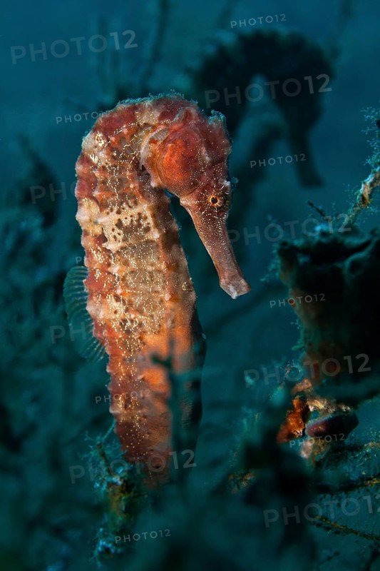 Sea Pony (Hippocampus fuscus)