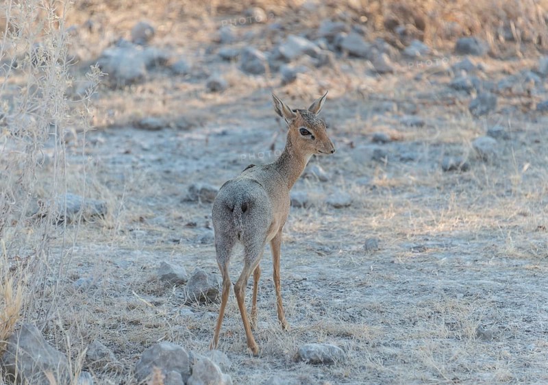 Kirk's dik-dik (Madoqua kirki)