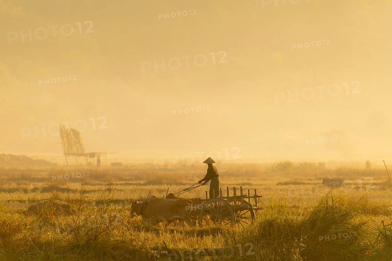 Oxen cart and a farmhand working in a rice paddy