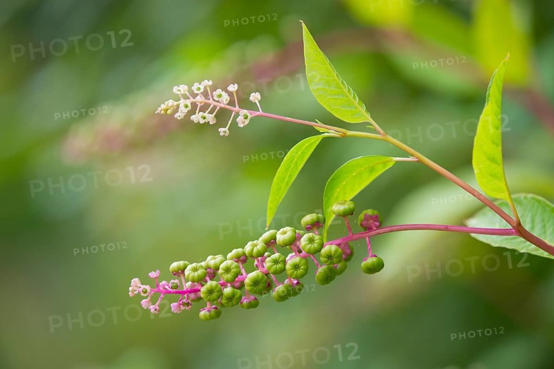 American Pokeweed (Phytolacca americana)