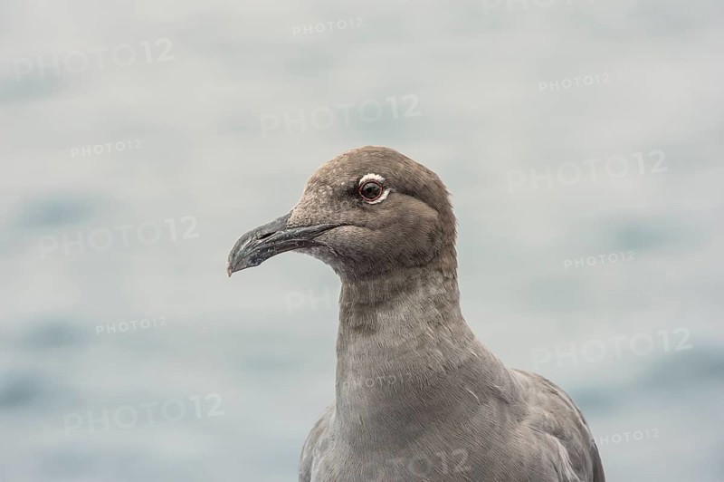 Lava Gull (Leucophaeus fuliginosus)