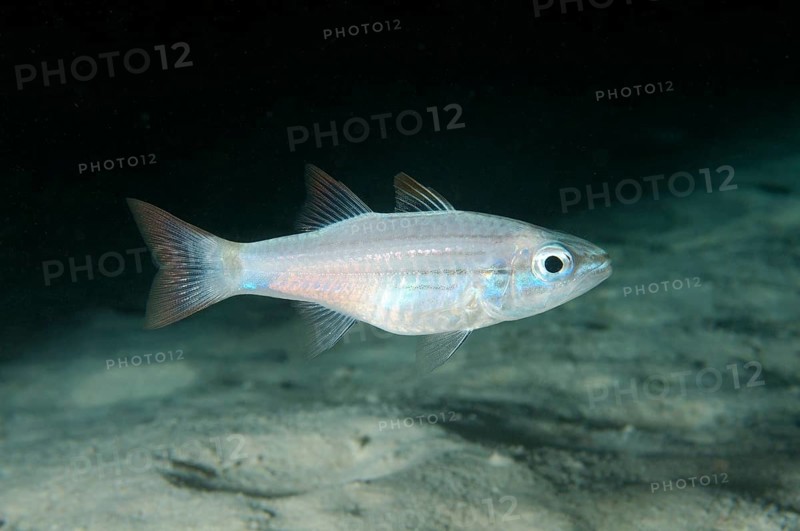 Cardinalfish (Cheilodipterus sp)