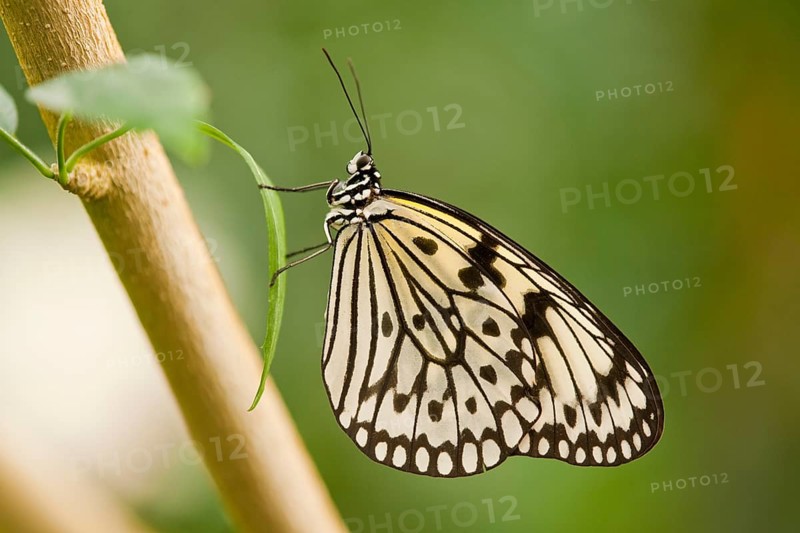 Paper Kite or Large Tree Nymph (Idea leuconoe)