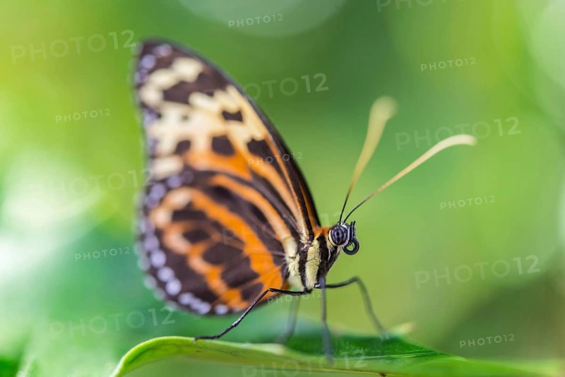 Heliconian Butterfly or Longwing Butterfly (Heliconius xanthocles)