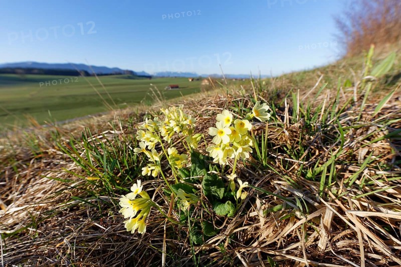 Oxlip (Primula elatior)