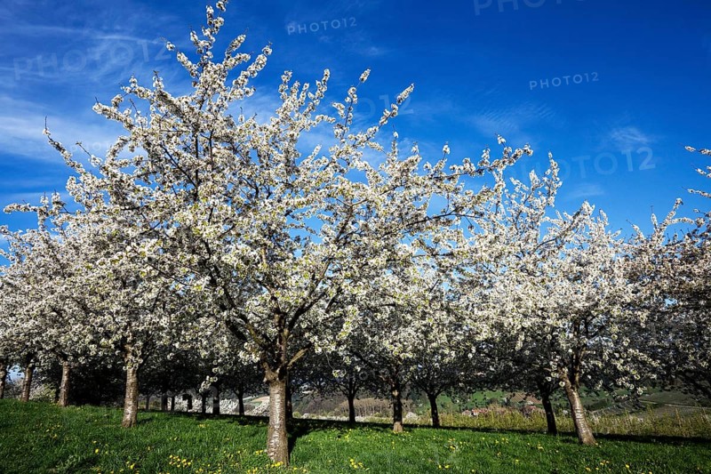 Cherry trees in full blossom