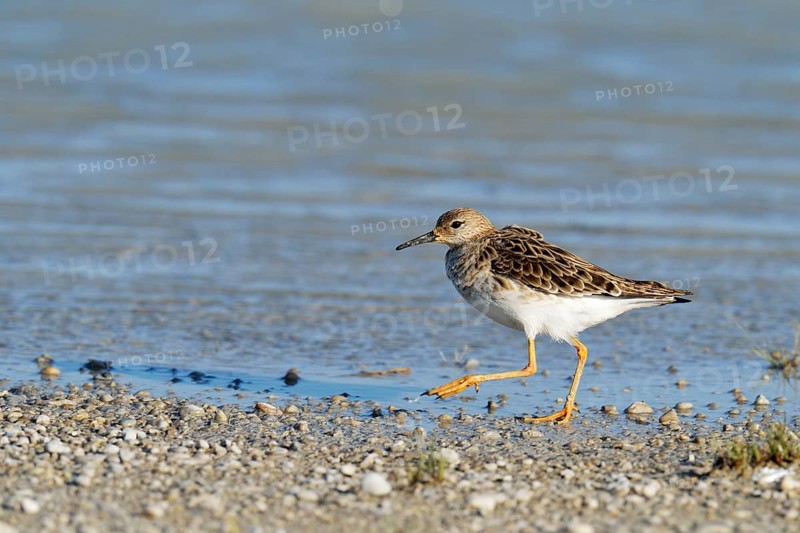 Ruff (Philo pugnax)