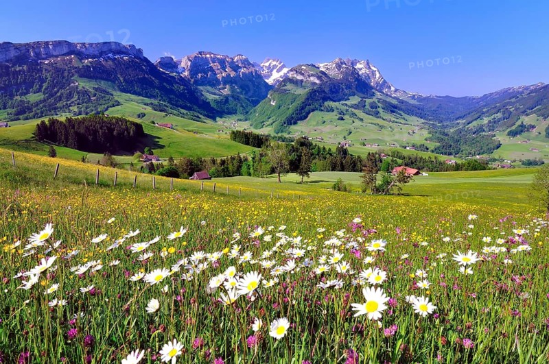 Flower meadow in the Appenzell region