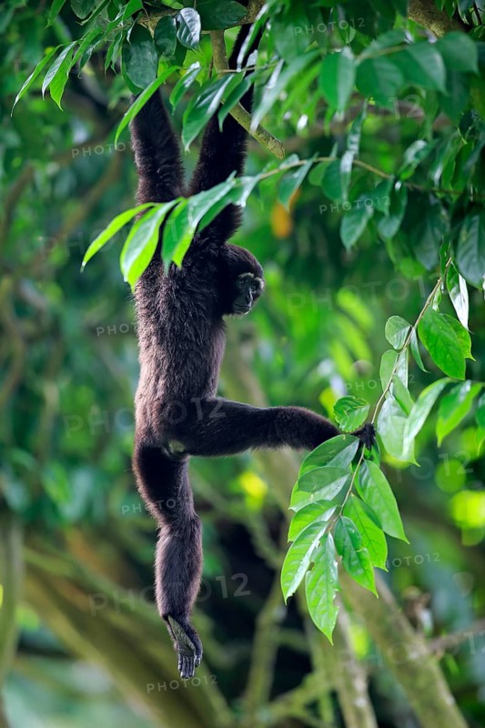 Black-handed Gibbon or Agile Gibbon (Hylobates agilis)