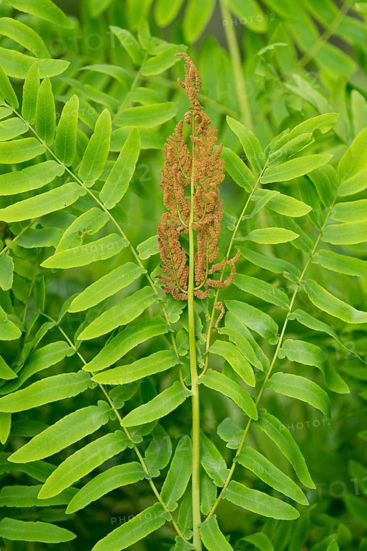 Royal fern (Osmunda regalis)