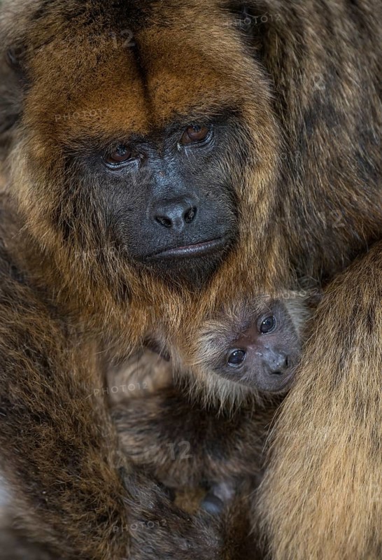 Black Howler (Alouatta caraya)