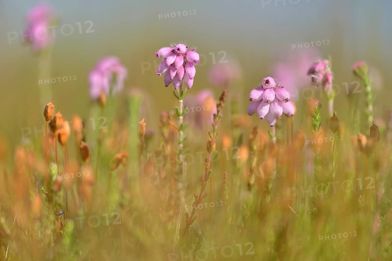 Cross-leaved Heath (Erica tetralix)