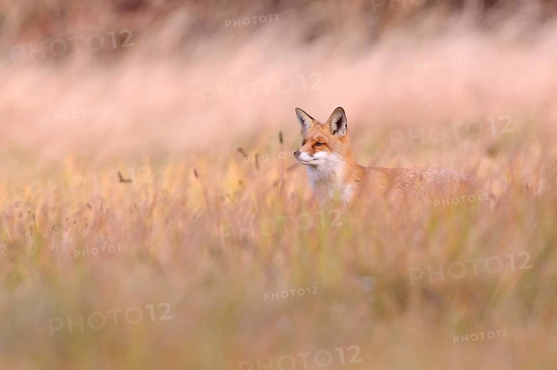 Red Fox (Vulpes vulpes) on a meadow in autumn