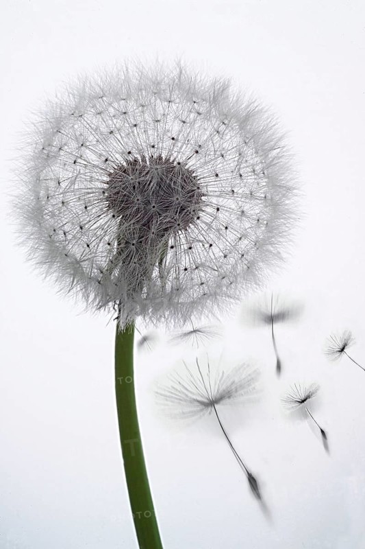 Dandelion clock (Tataxacum sp.) losing seeds in the wind