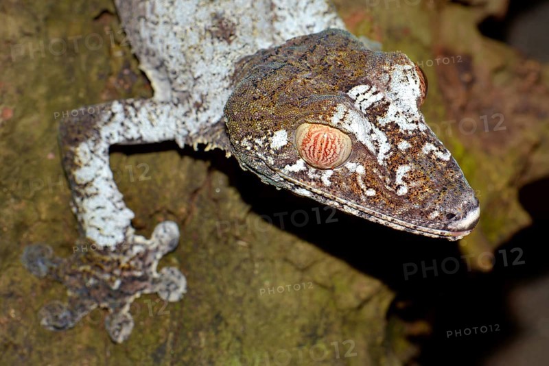 Giant Leaf-tailed Gecko (Uroplatus fimbriatus)