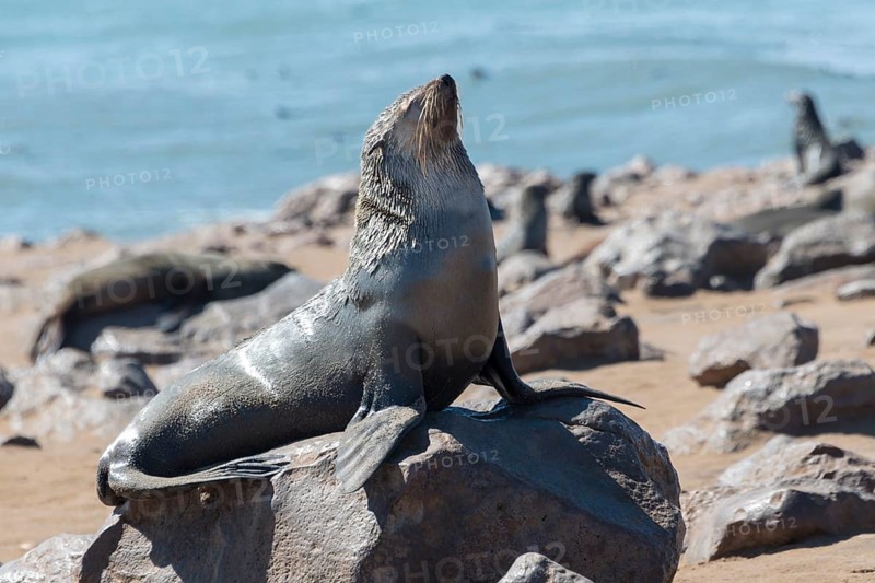 Brown Fur Seal or Cape Fur Seal (Arctocephalus pusillus)